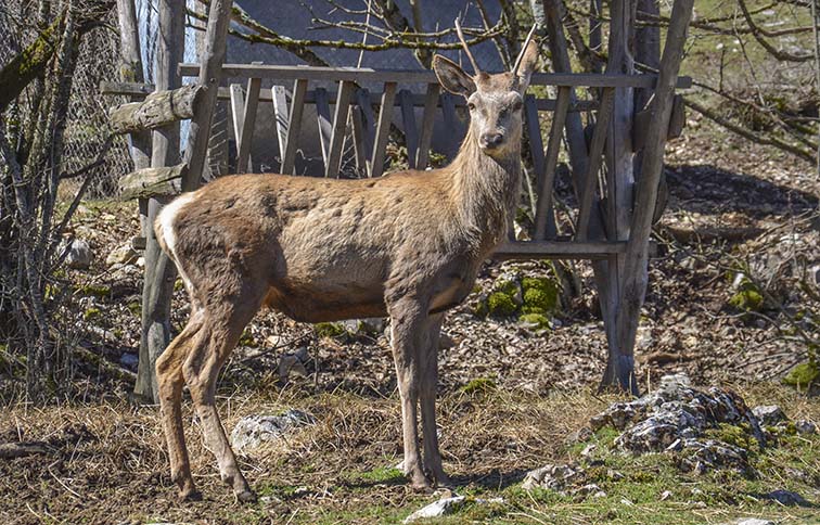 cervo maschio